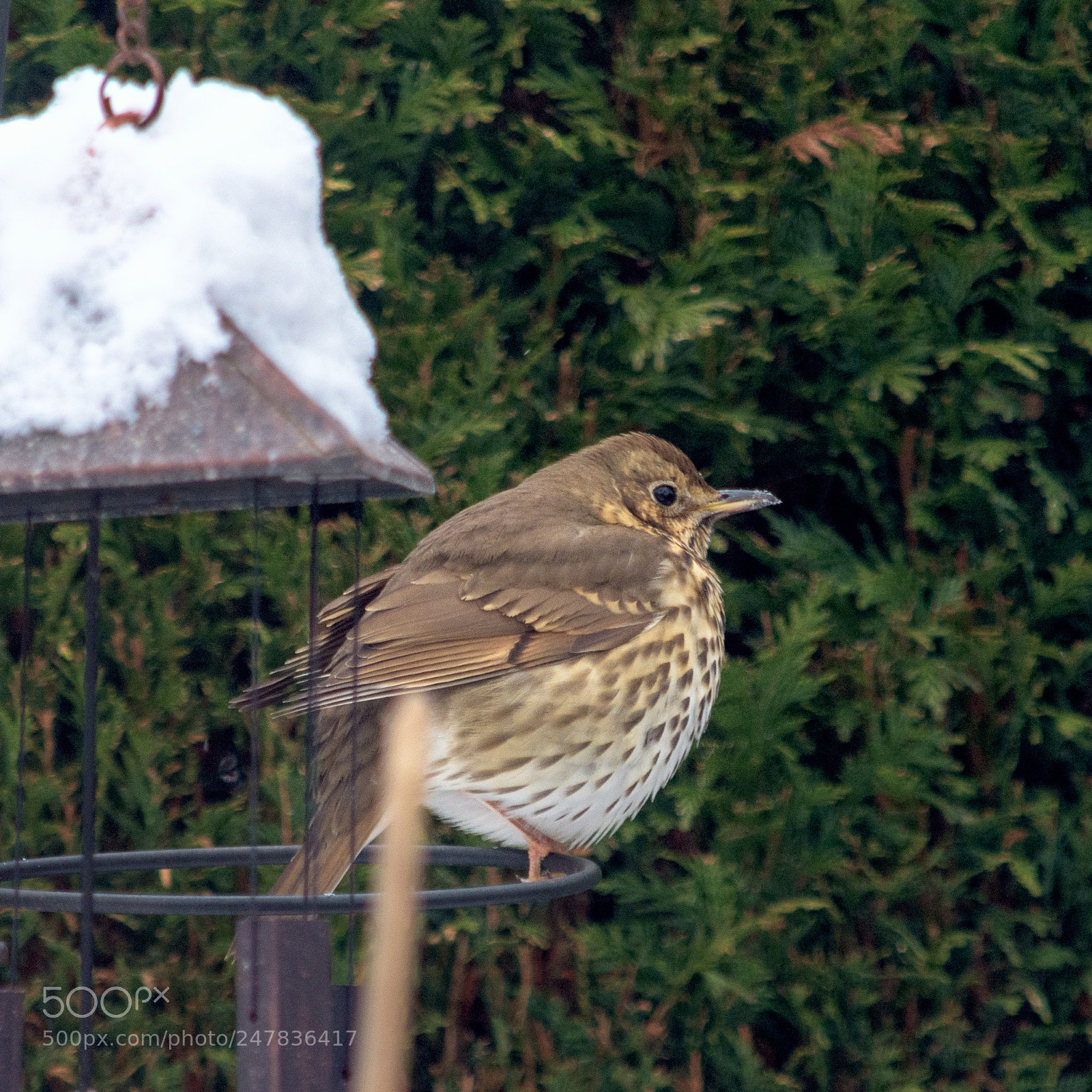Nikon D7200 sample photo. Thrush #2 photography