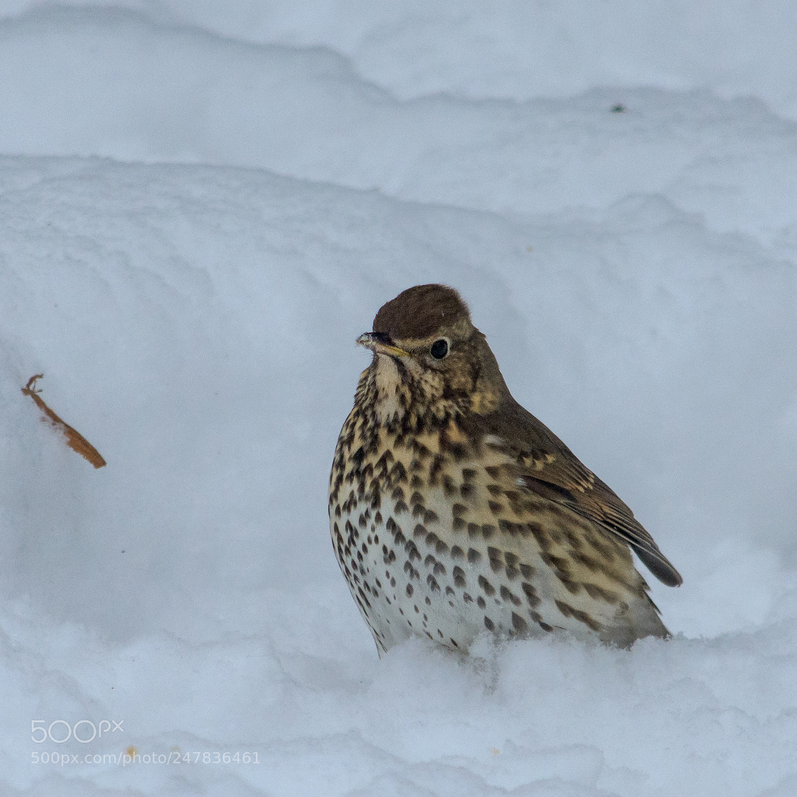 Nikon D7200 sample photo. Thrush #3 photography