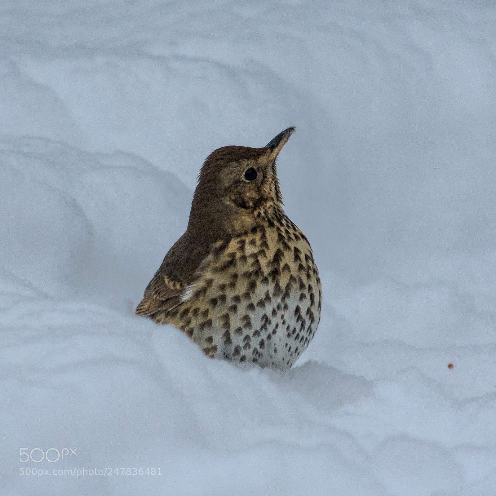 Nikon D7200 sample photo. Thrush #4 photography