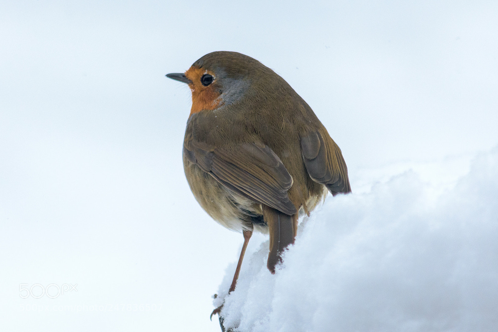Nikon D7200 sample photo. Robin #3 photography