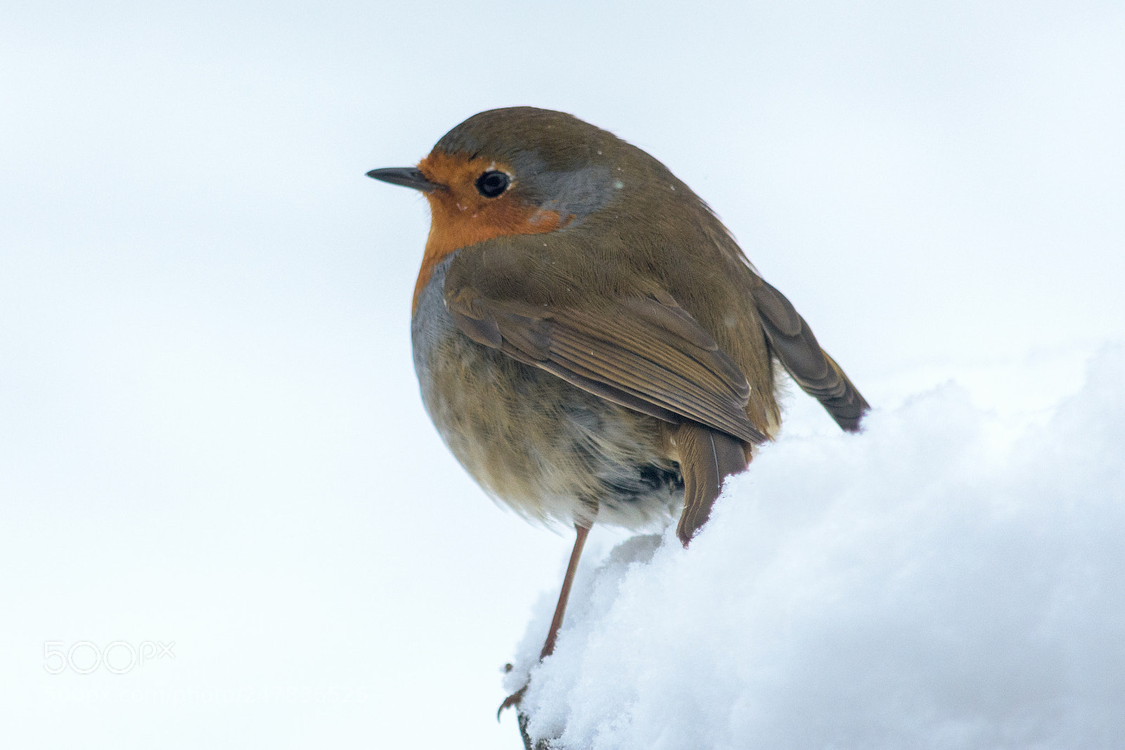 Nikon D7200 sample photo. Robin #4 photography