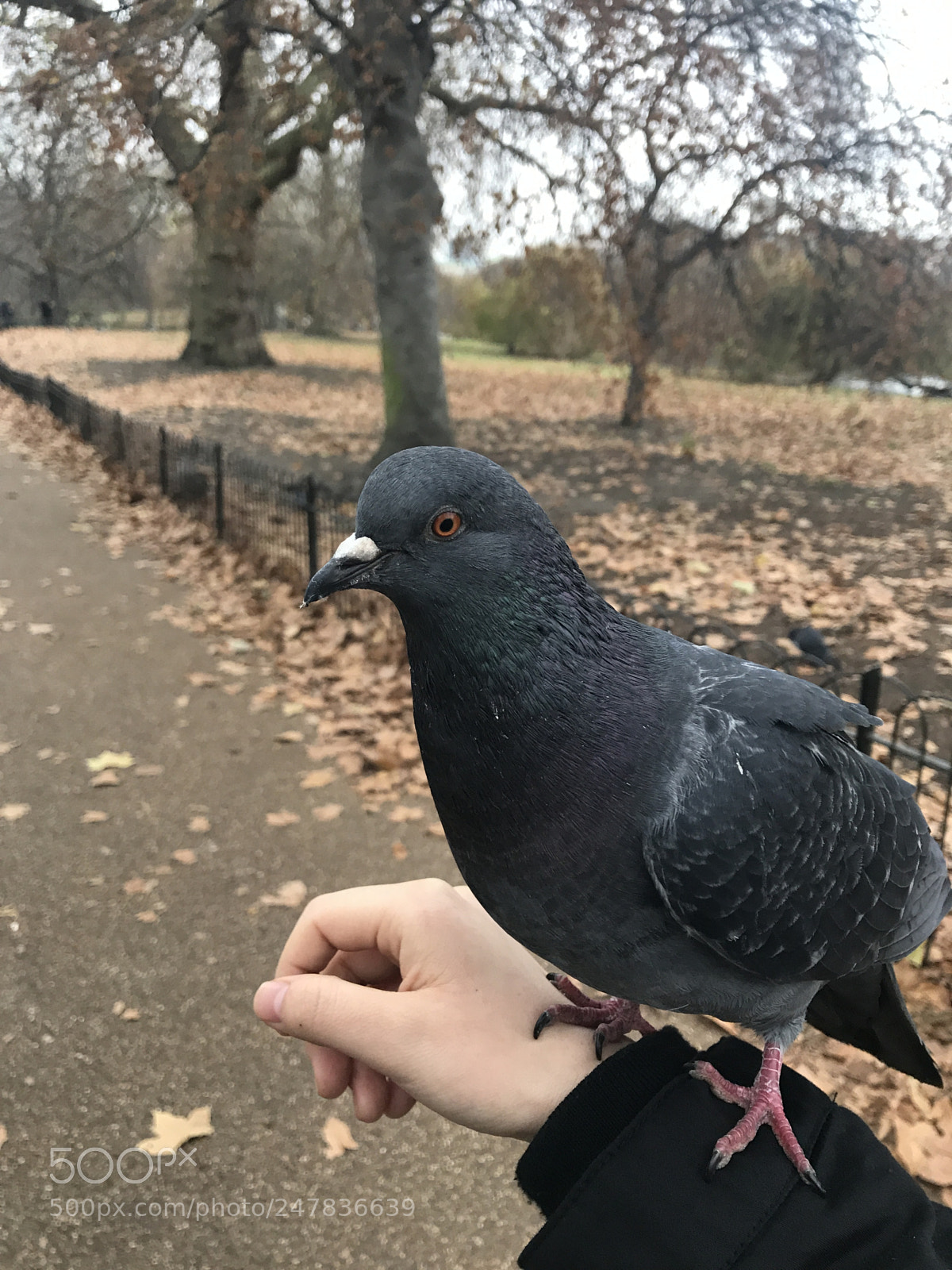 Apple iPhone 7 sample photo. Pigeon on my hand! photography