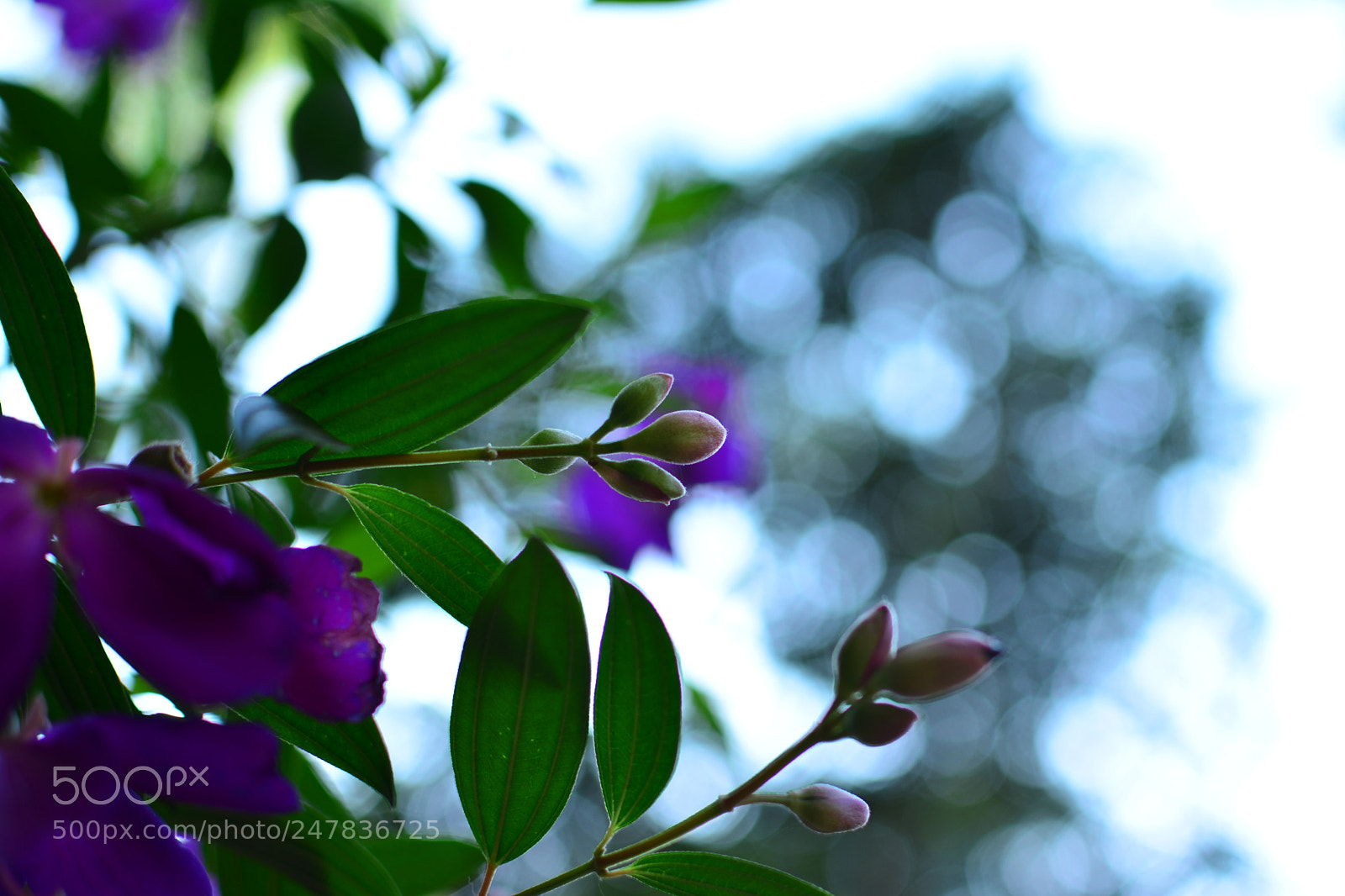 Nikon D5200 + Nikon AF-S DX Nikkor 35mm F1.8G sample photo. Lovely pic photography
