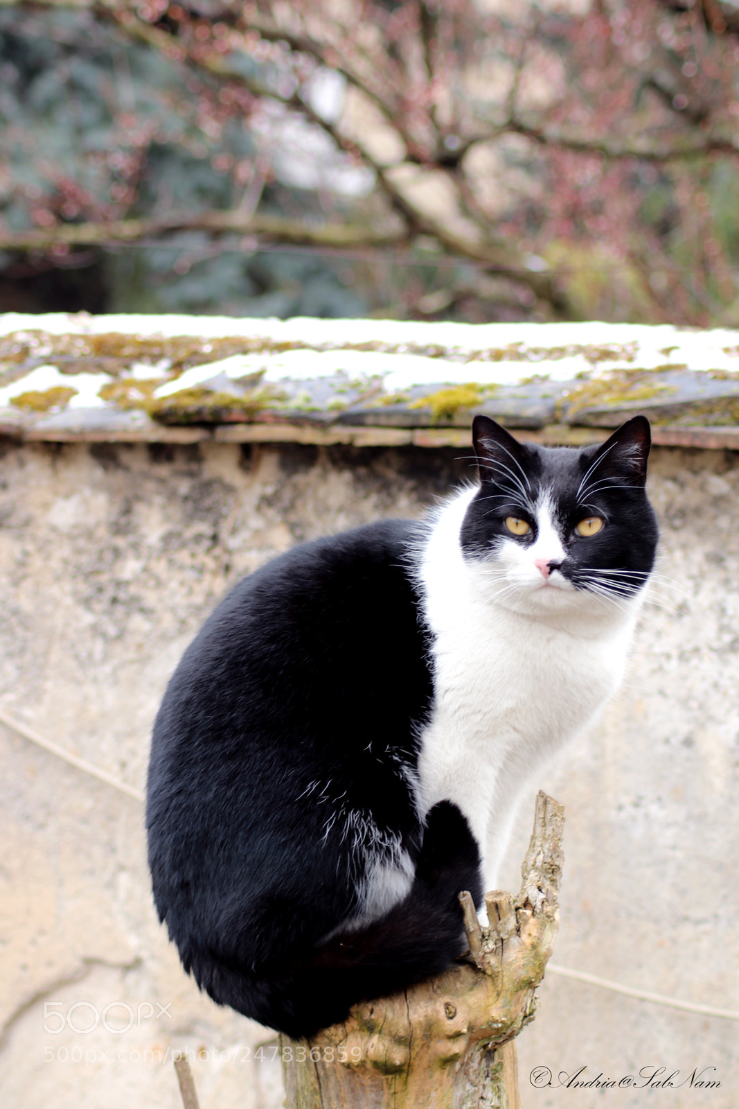 Canon EOS 750D (EOS Rebel T6i / EOS Kiss X8i) sample photo. Portrait de chat photography