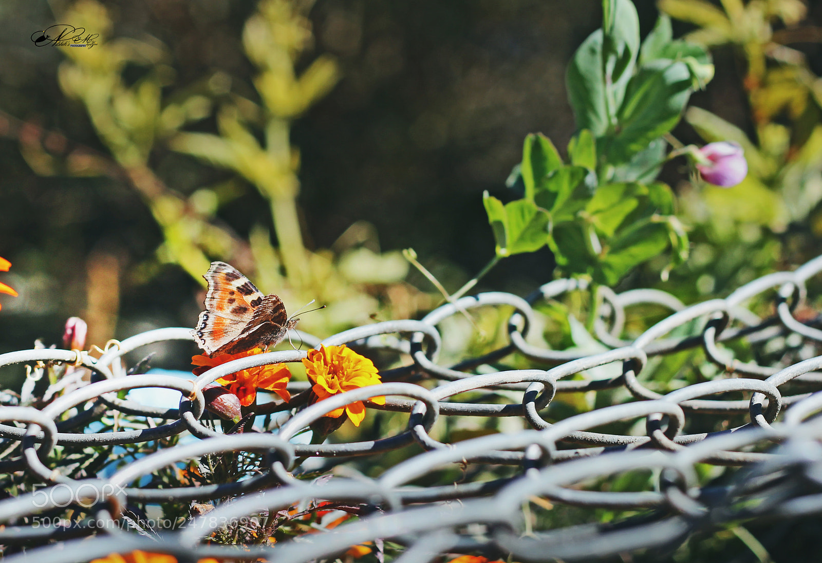 Canon EOS 550D (EOS Rebel T2i / EOS Kiss X4) sample photo. Butterfly in wire net photography