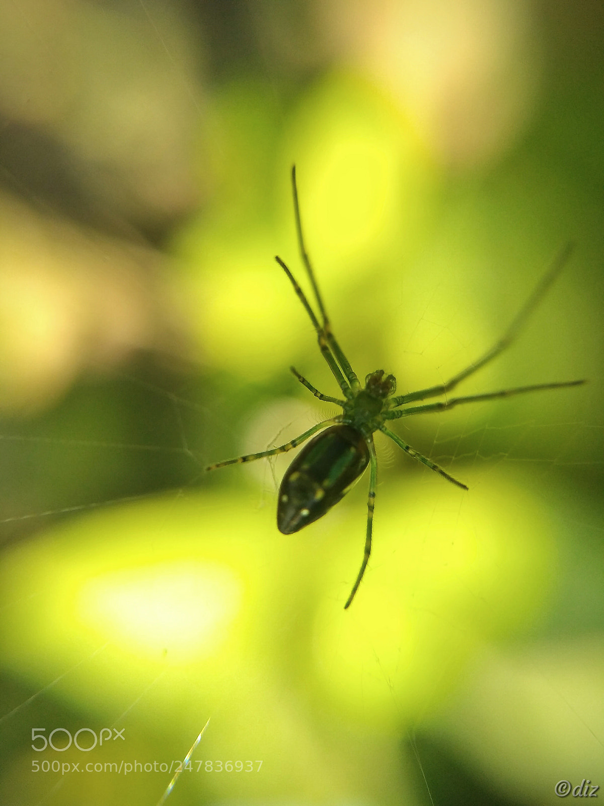 Xiaomi Redmi 3S sample photo. Eight legs photography