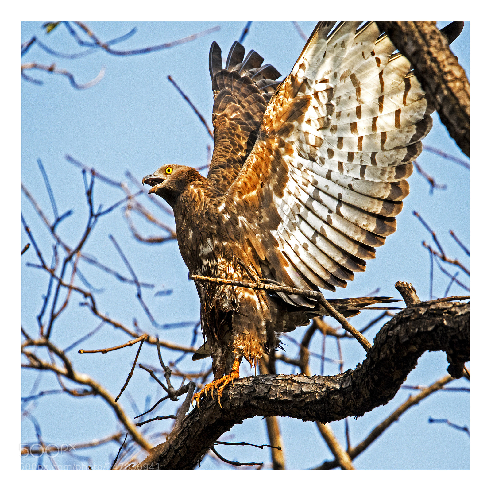 Nikon D810 sample photo. Take -off photography