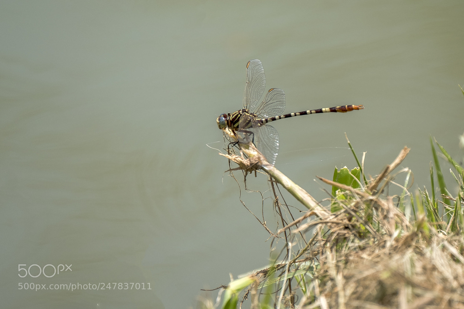 Fujifilm X-T2 sample photo. Dragonfly photography