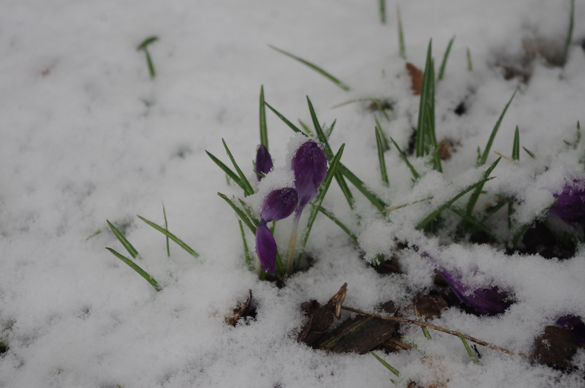 smc PENTAX-DA L 18-55mm F3.5-5.6 sample photo. Crocus photography