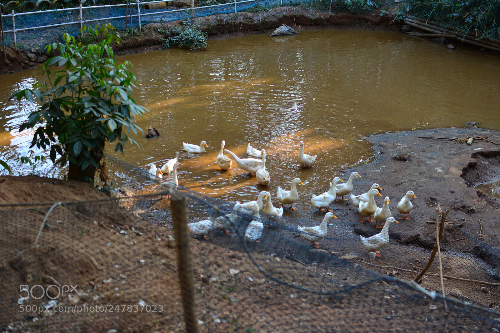 Nikon D5200 + Nikon AF-S DX Nikkor 35mm F1.8G sample photo. Farm pic photography