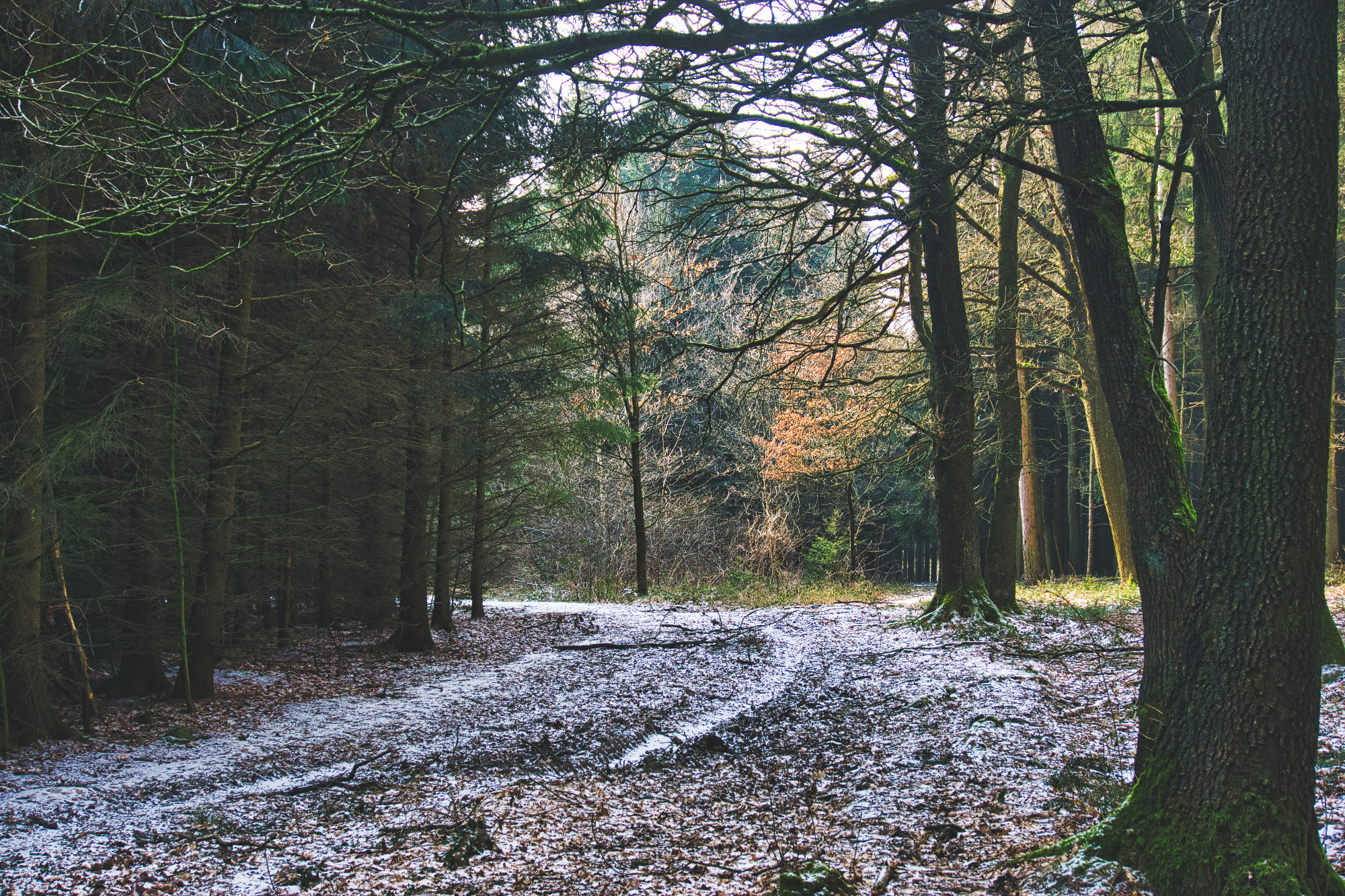 Sony a6000 + Sony E 18-50mm F4-5.6 sample photo. Home is where the trees are photography
