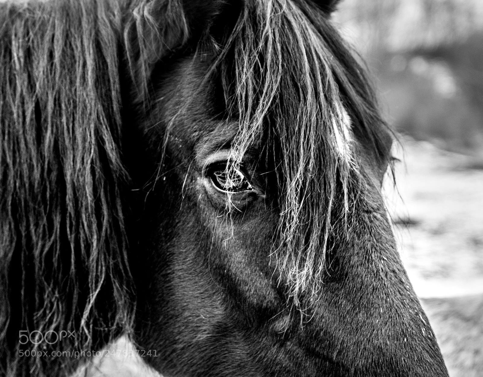 Canon EOS 100D (EOS Rebel SL1 / EOS Kiss X7) sample photo. Staring horse photography