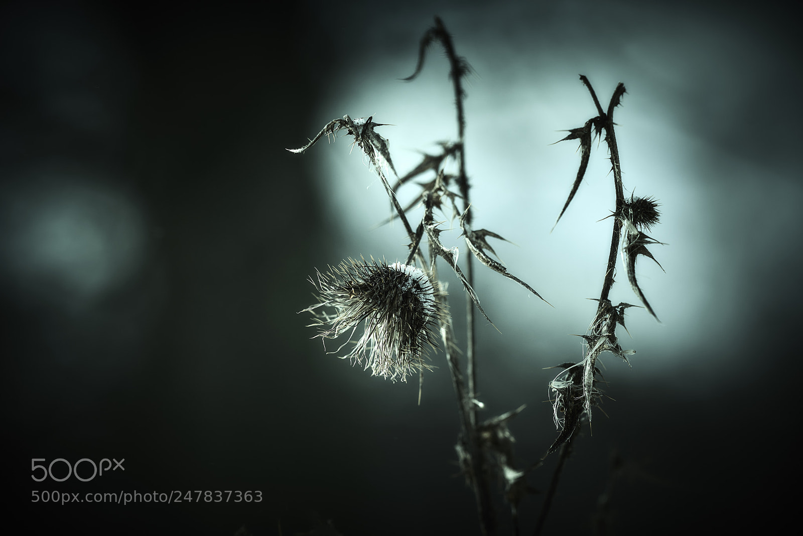 Nikon D800E sample photo. The return of the photography