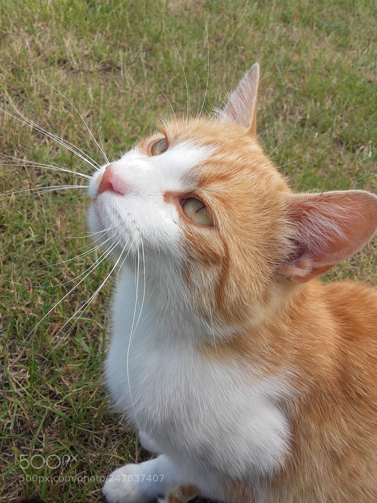 Samsung Galaxy Grand Prime sample photo. 20160620_152138.jpg photography