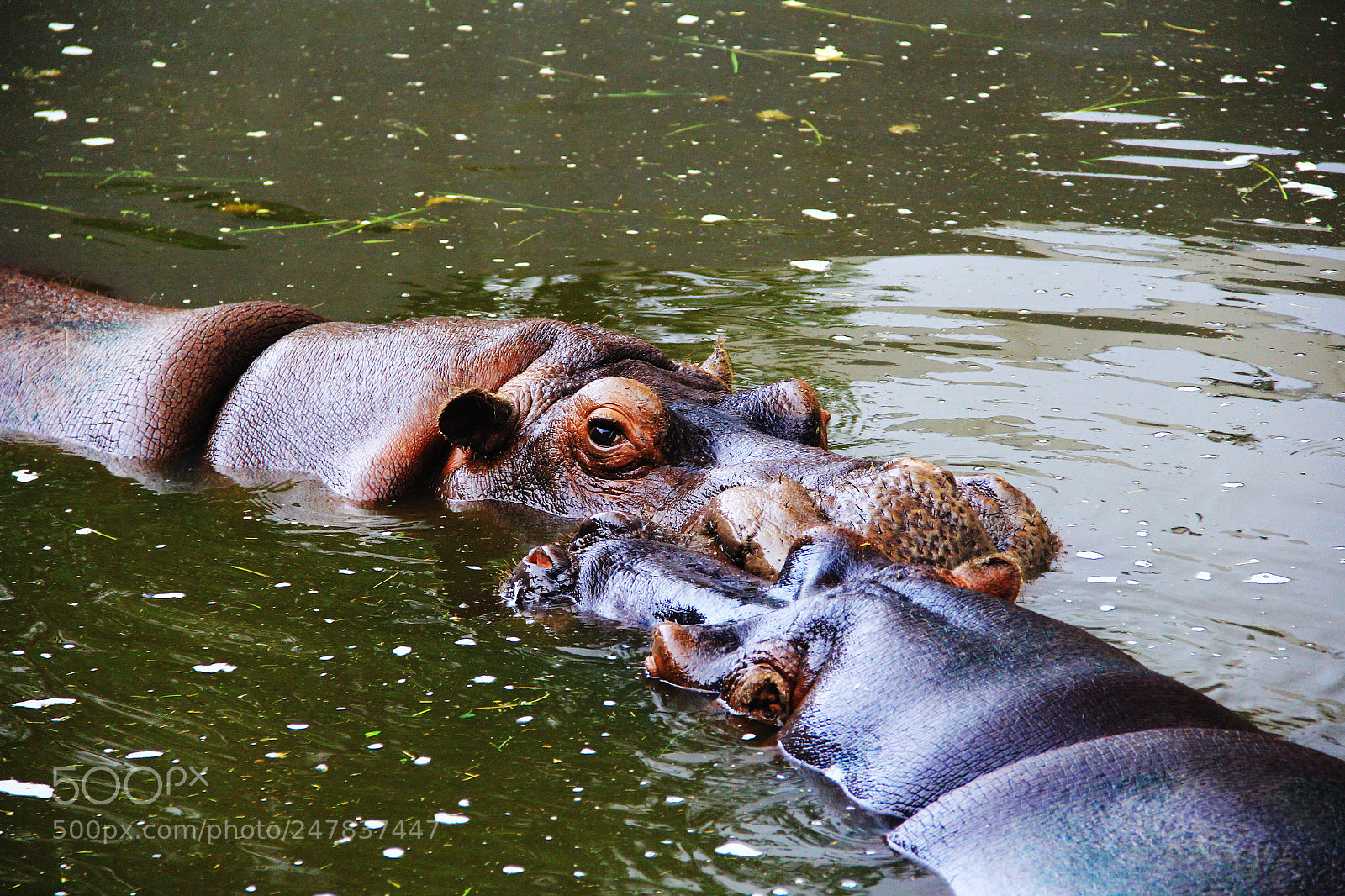 Canon EOS 60D sample photo. Hippos photography