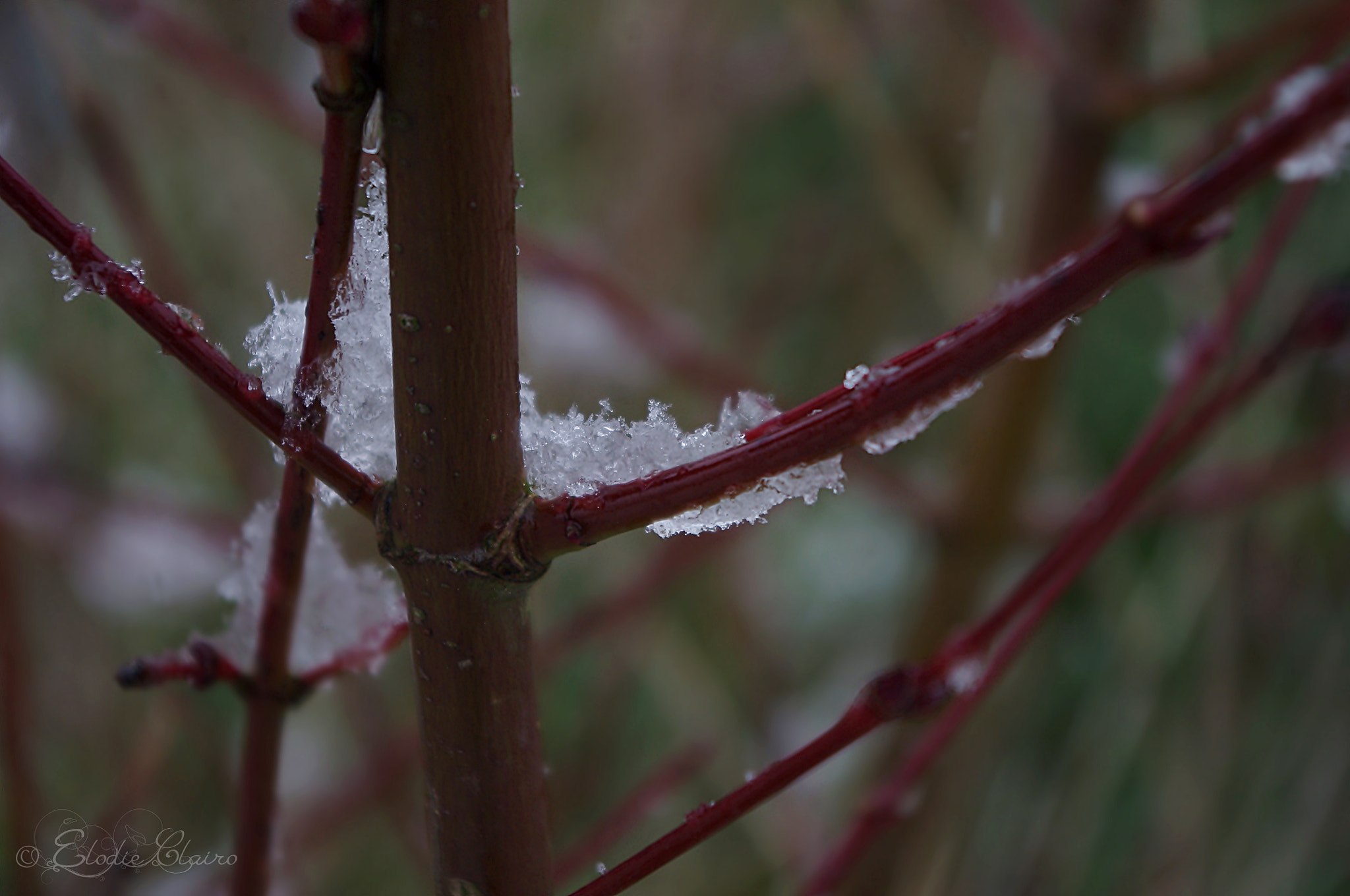 Pentax K-r sample photo. Plum tree photography