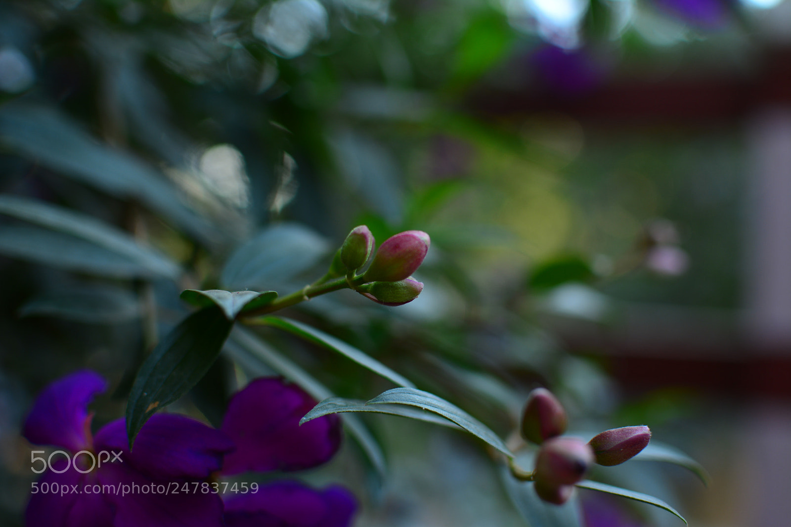 Nikon D5200 + Nikon AF-S DX Nikkor 35mm F1.8G sample photo. Cool pic :) photography