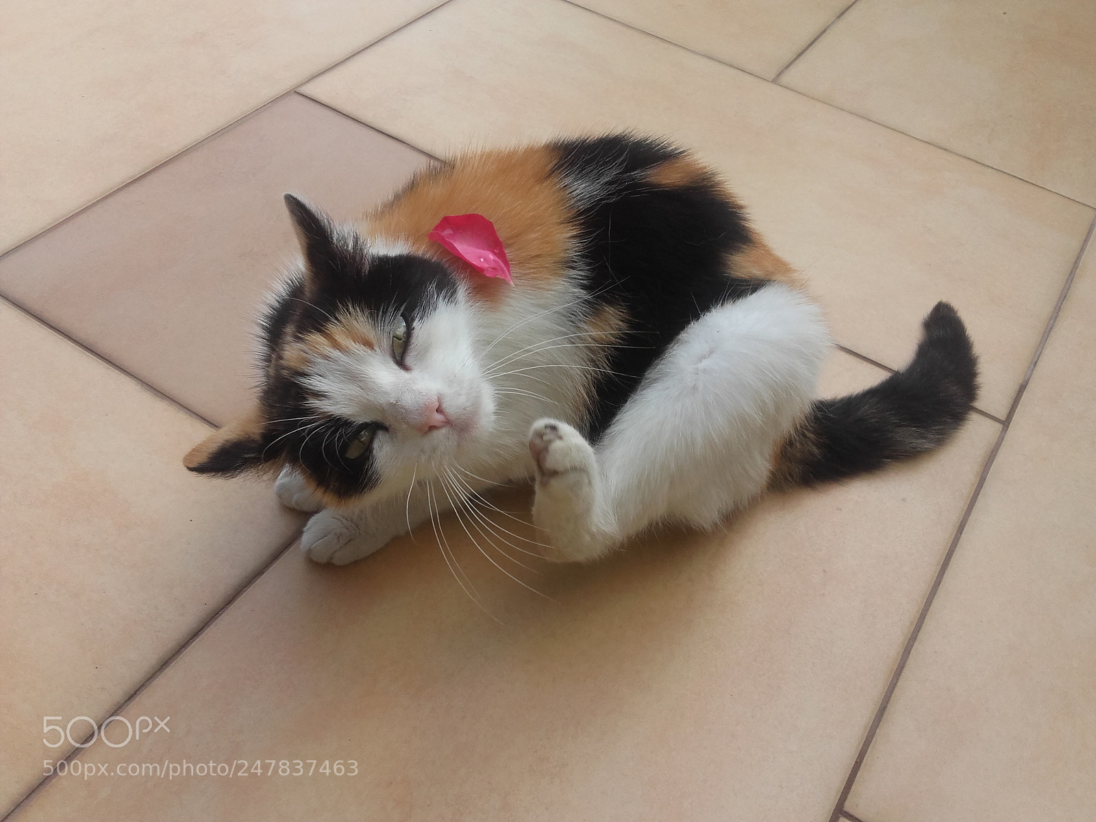 Samsung Galaxy Grand Prime sample photo. 20160620_151439.jpg photography