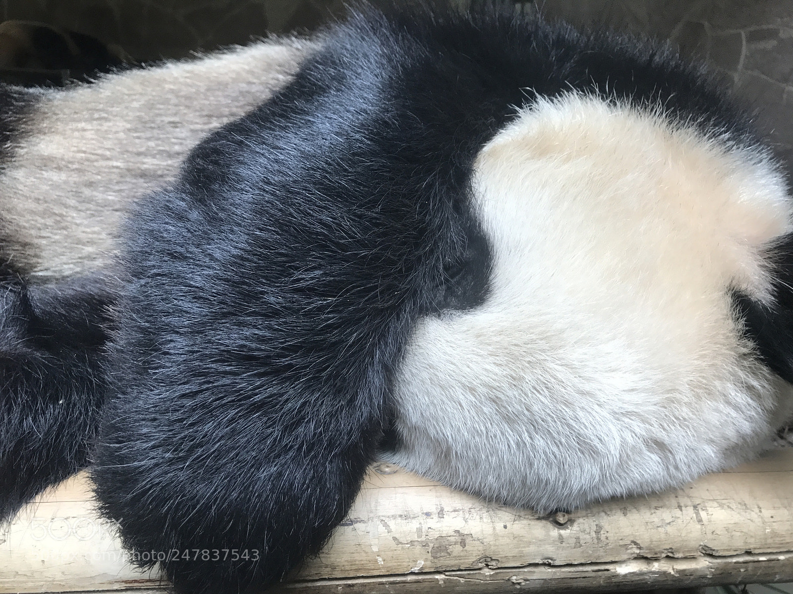 Apple iPhone 7 sample photo. Sleeping panda photography