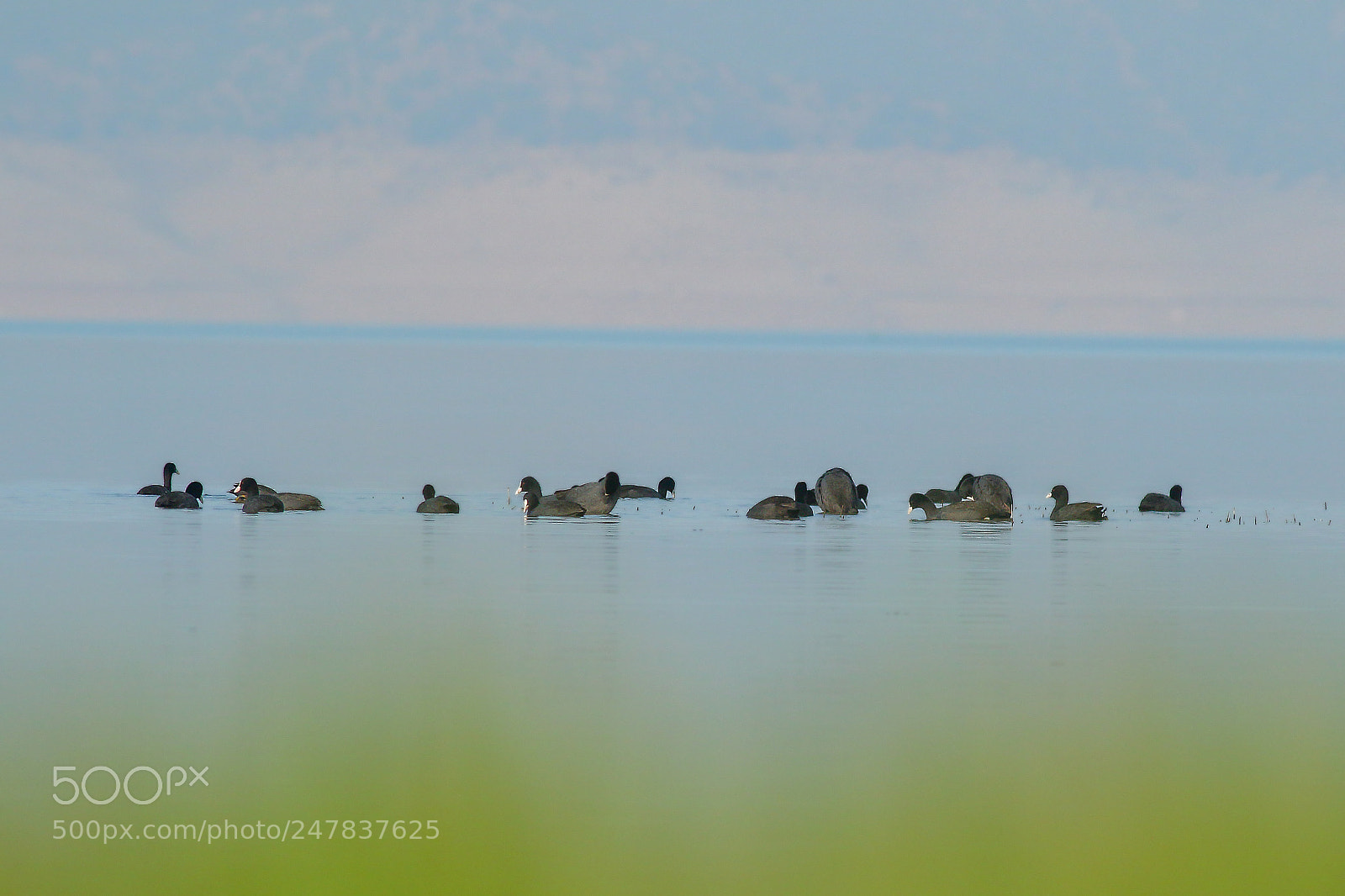 Canon EOS 7D Mark II sample photo. Eurasian coot photography