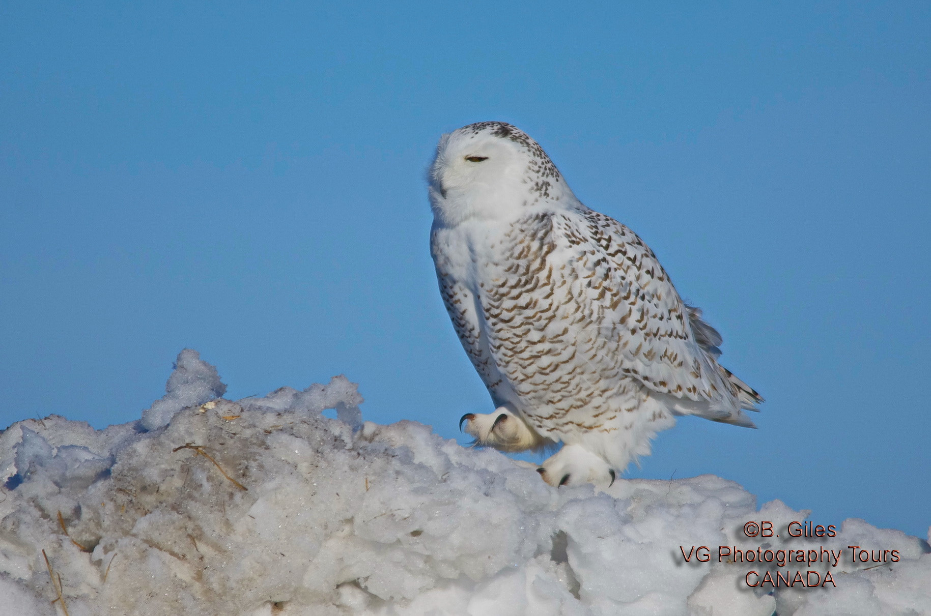 Sigma 150-500mm F5-6.3 DG OS HSM sample photo. Cold feet photography