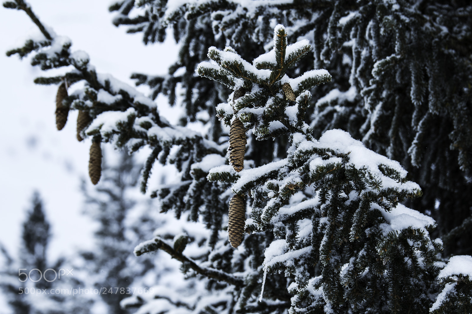 Nikon D500 sample photo. Ice cold photography