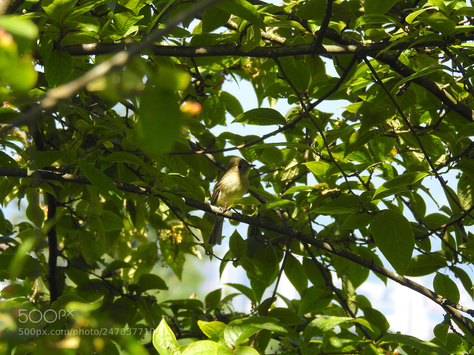 Nikon Coolpix P900 sample photo. Pacific slope flycatcher photography