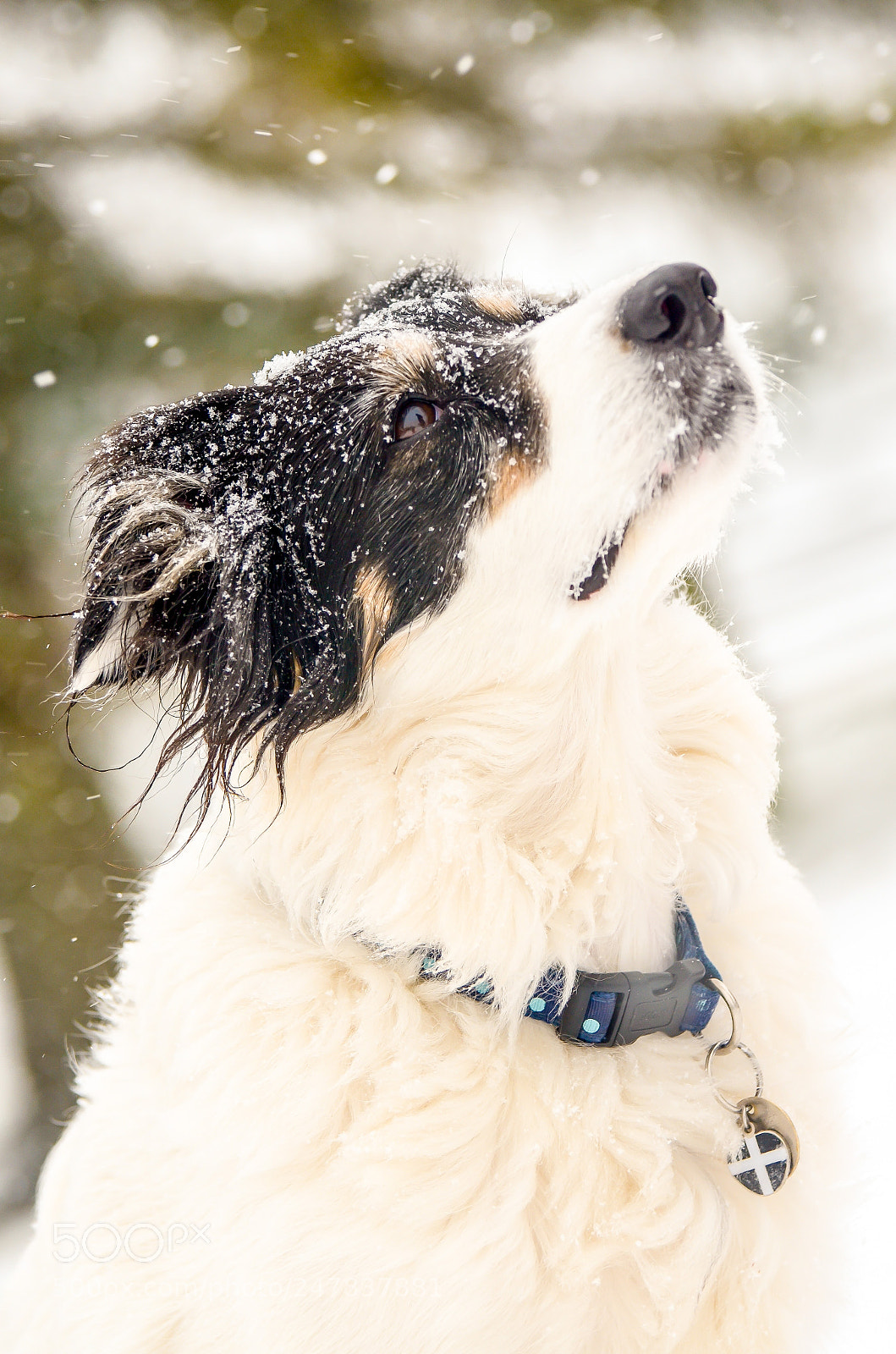 Nikon D5100 sample photo. Winter // wonderland photography