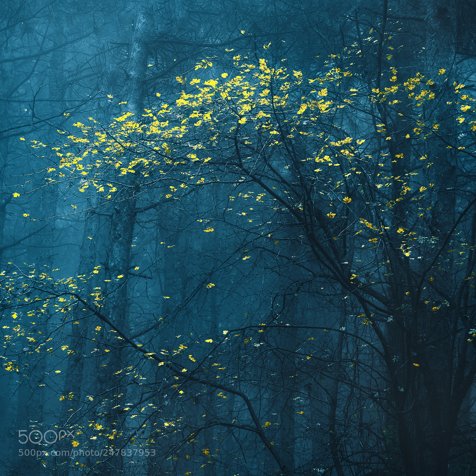 Nikon D7200 sample photo. Yellow leaves in misty photography