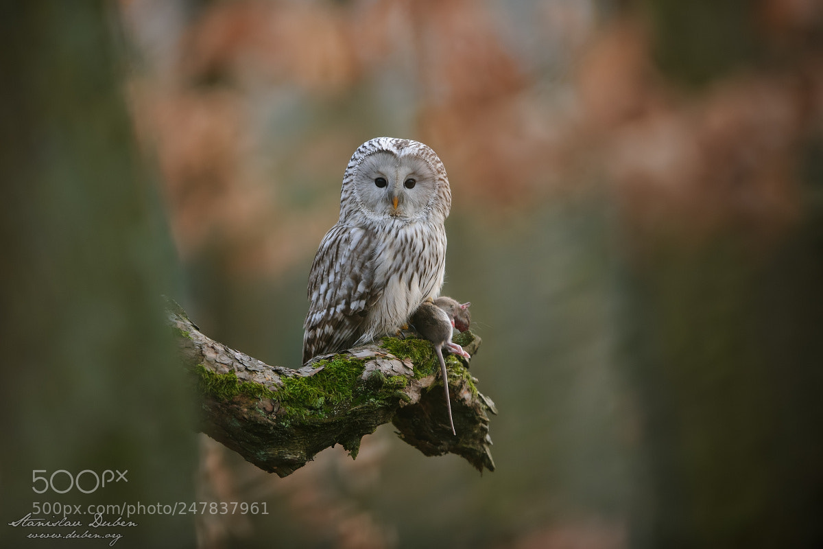 Nikon D3S sample photo. Ural owl with prey photography