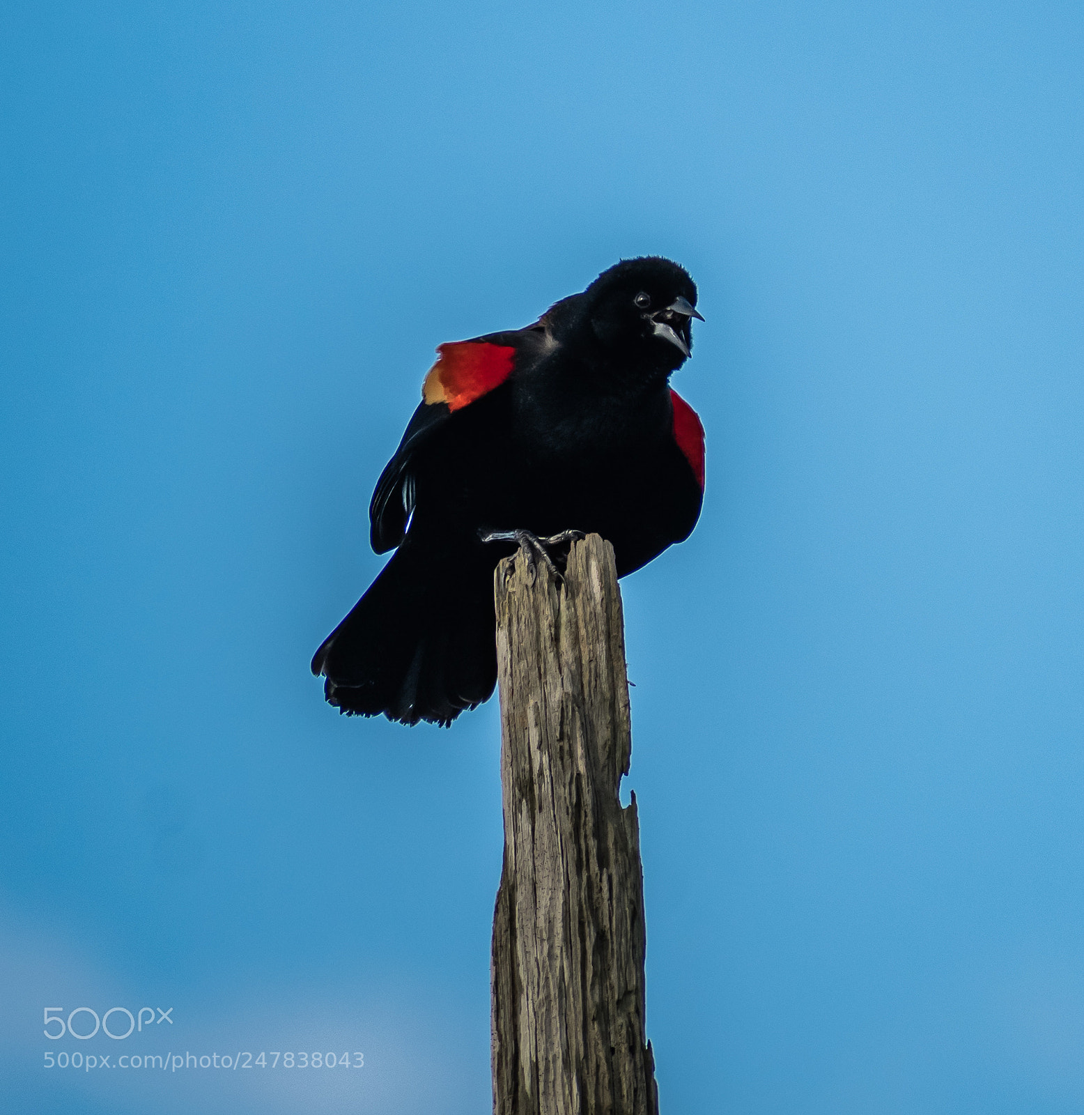 Nikon D3400 sample photo. Red-winged blackbird photography