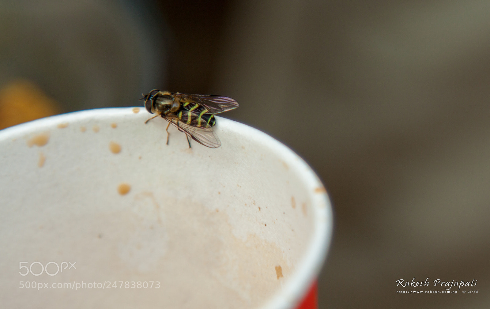 Canon EOS 50D sample photo. Enjoying tea photography