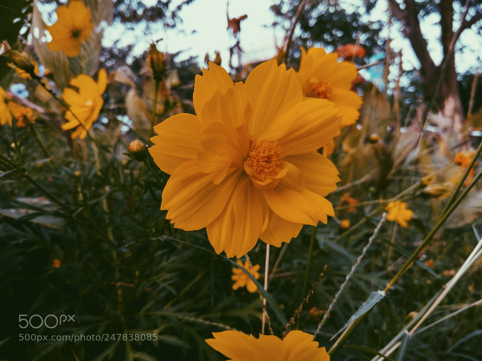 Xiaomi Redmi Note3 sample photo. Untitled photography