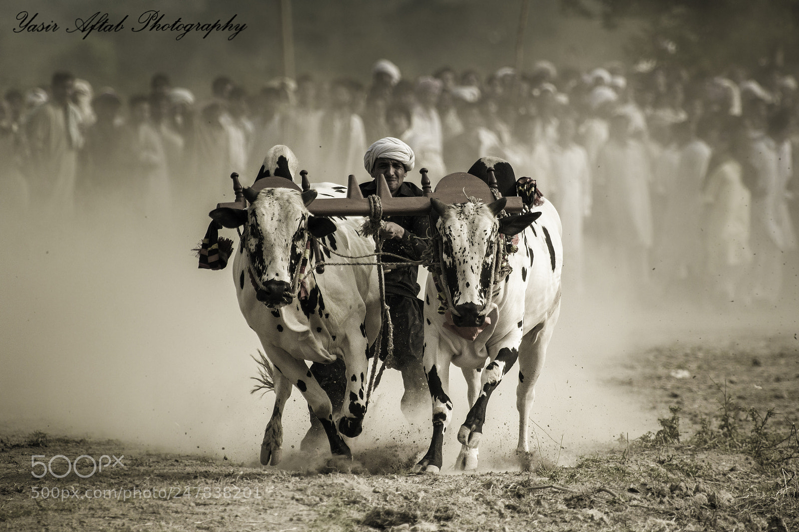Canon EOS 60D sample photo. Bull race photography