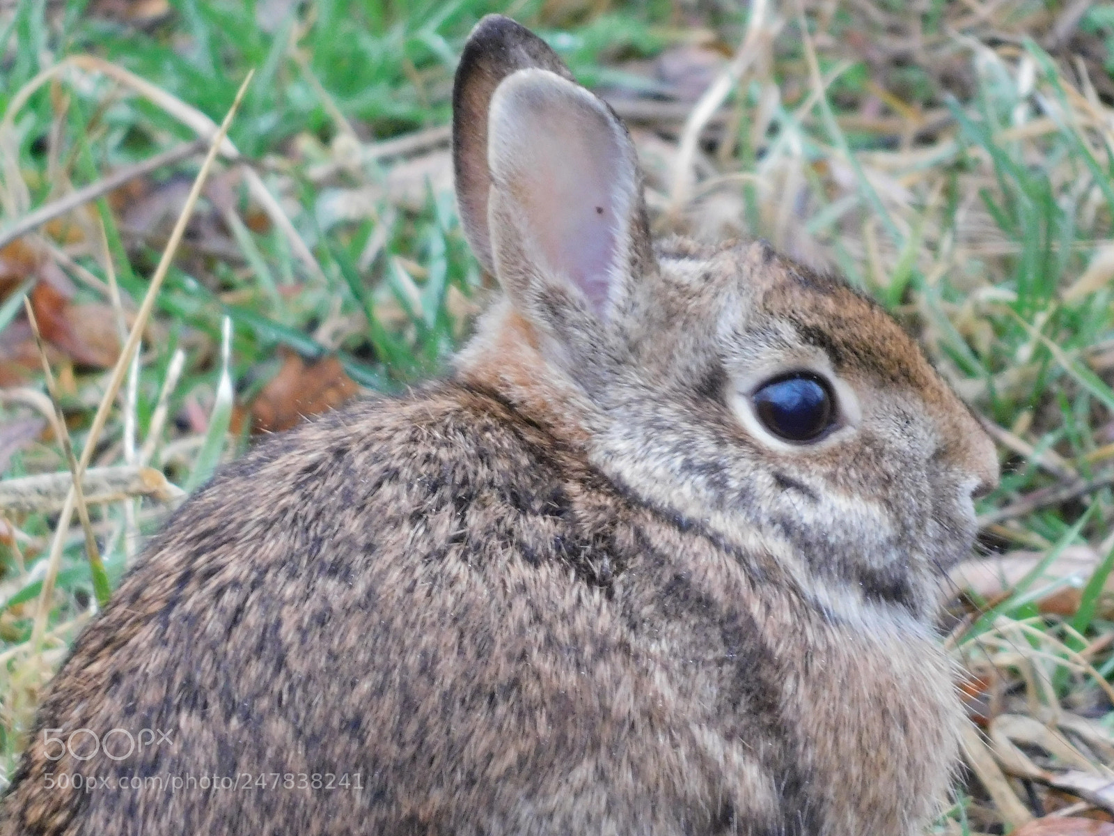 Nikon Coolpix B500 sample photo. Wild rabbit photography