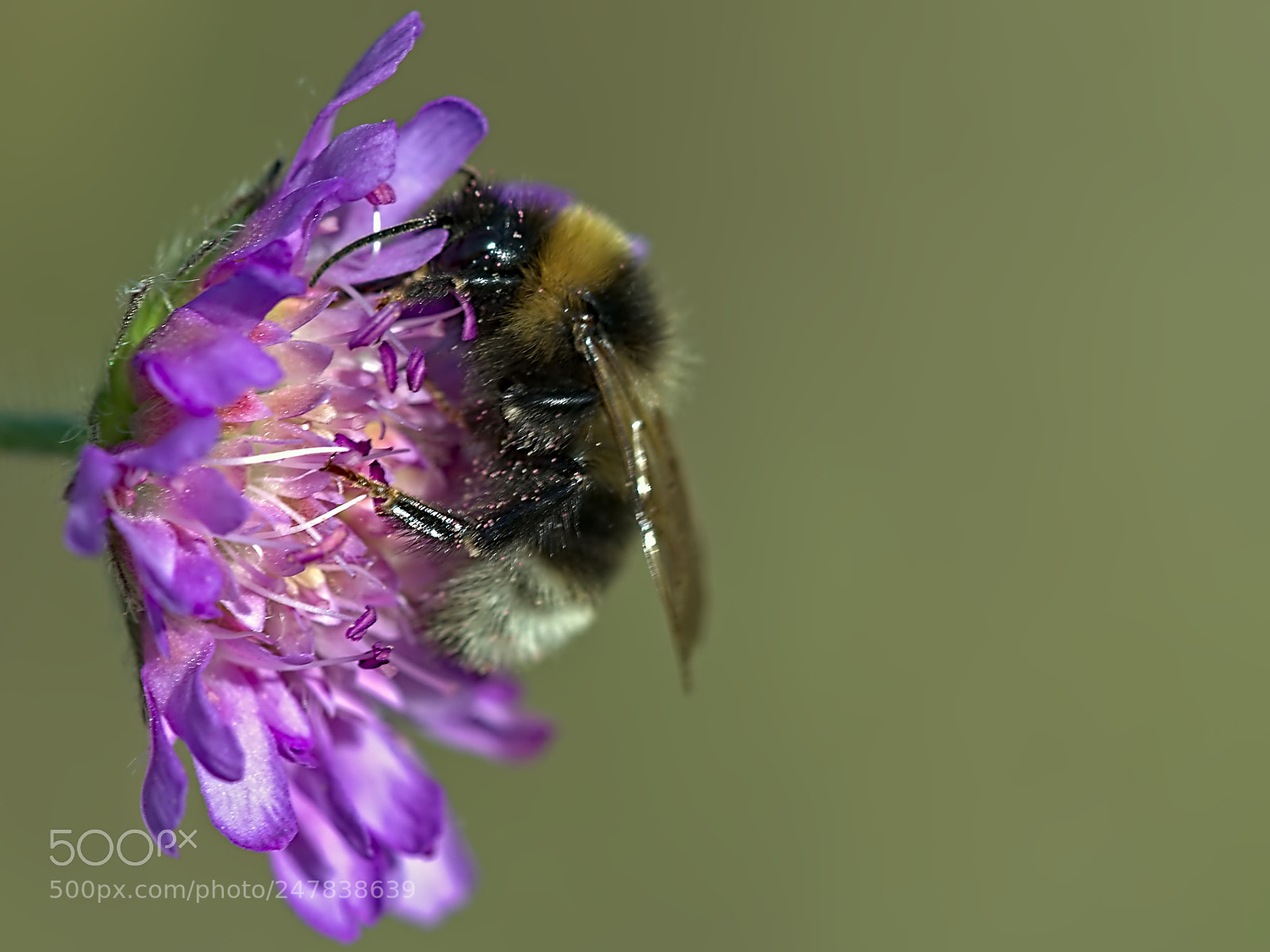 Nikon D7000 sample photo. Bumblebee on a flower photography