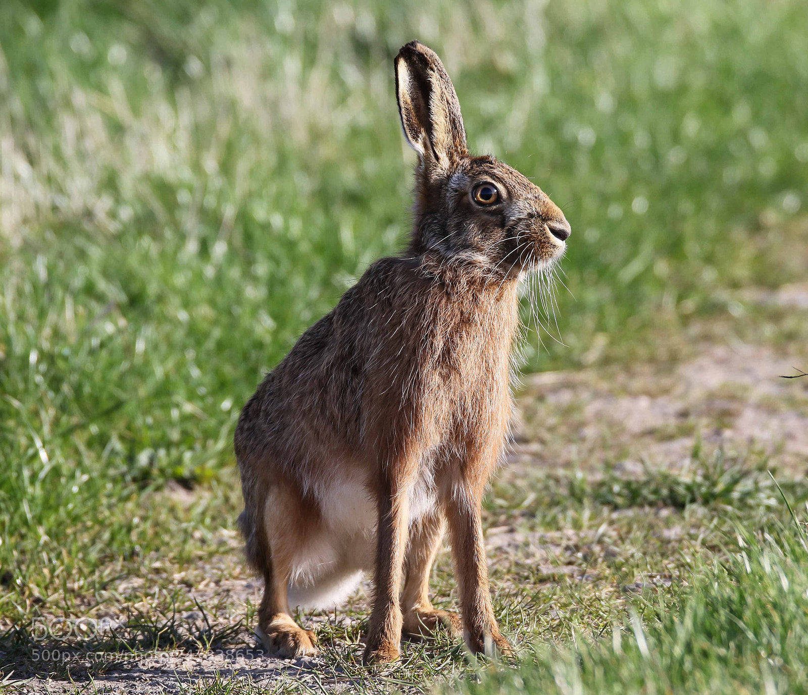 Canon EOS 7D Mark II sample photo. Brown hare photography