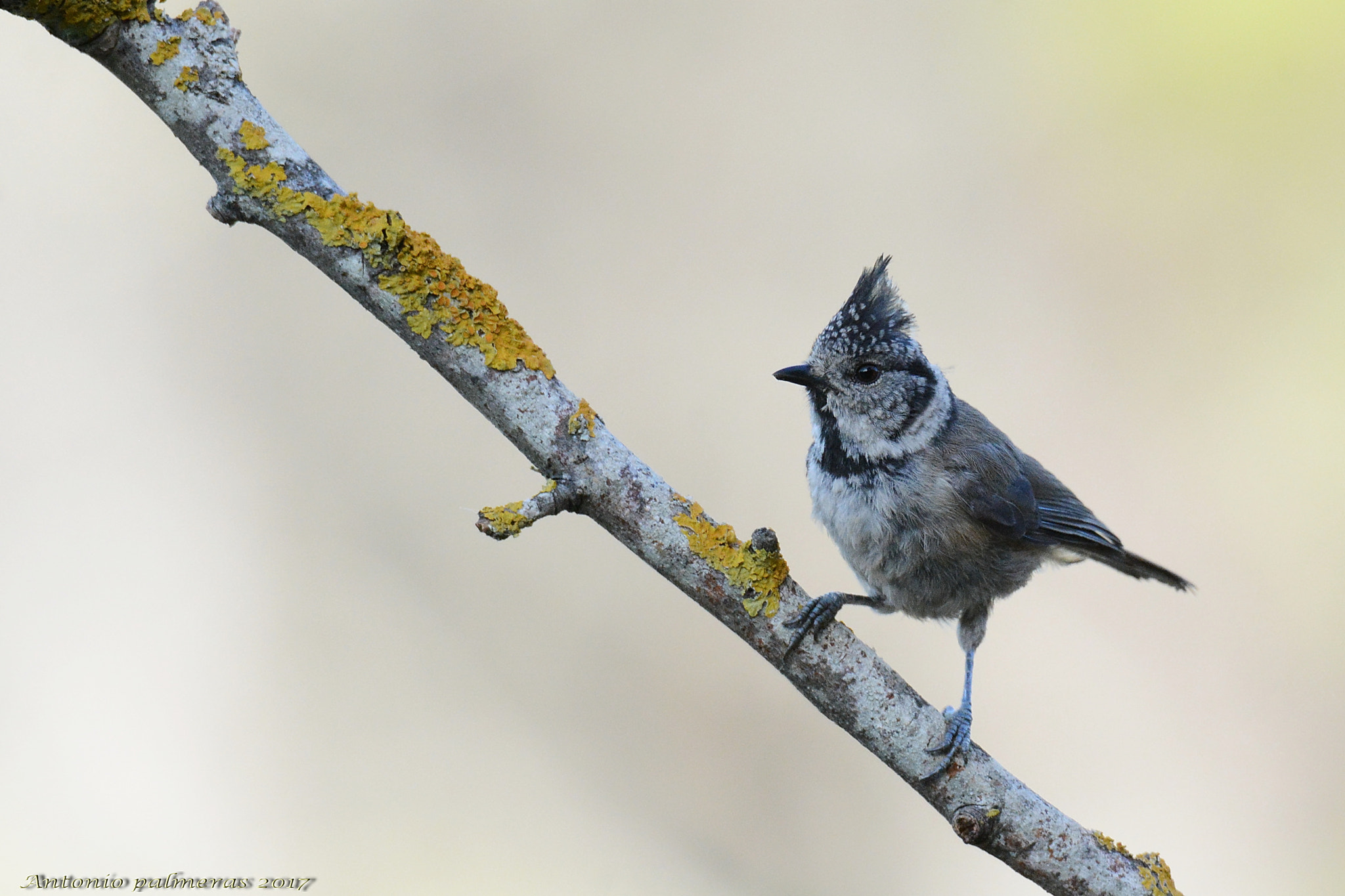 Nikon D7100 + Sigma 150-600mm F5-6.3 DG OS HSM | S sample photo. Herrerillo capuchino (lophophanes cristatus) photography