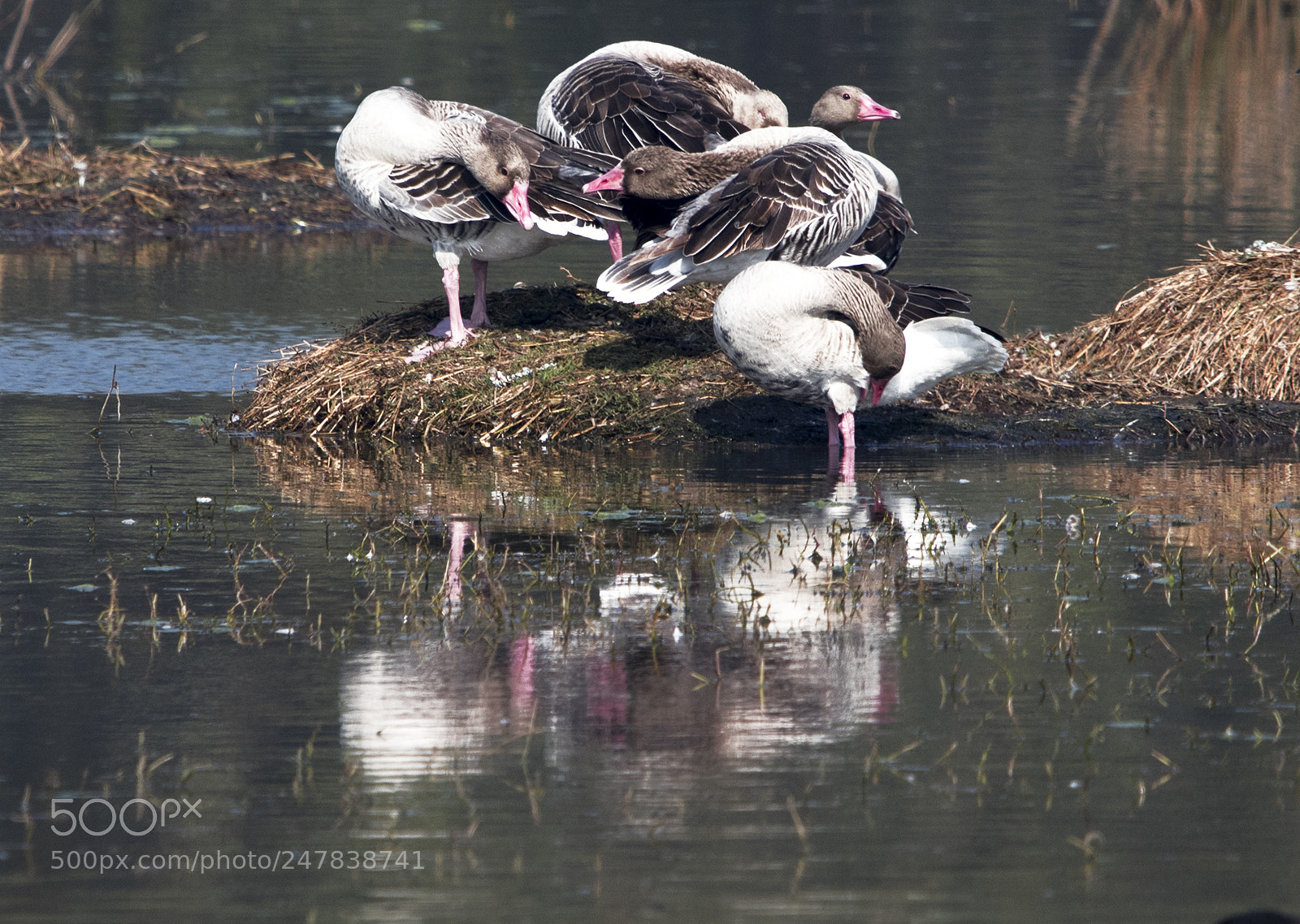 Canon EOS 80D sample photo. Basking under the sun photography