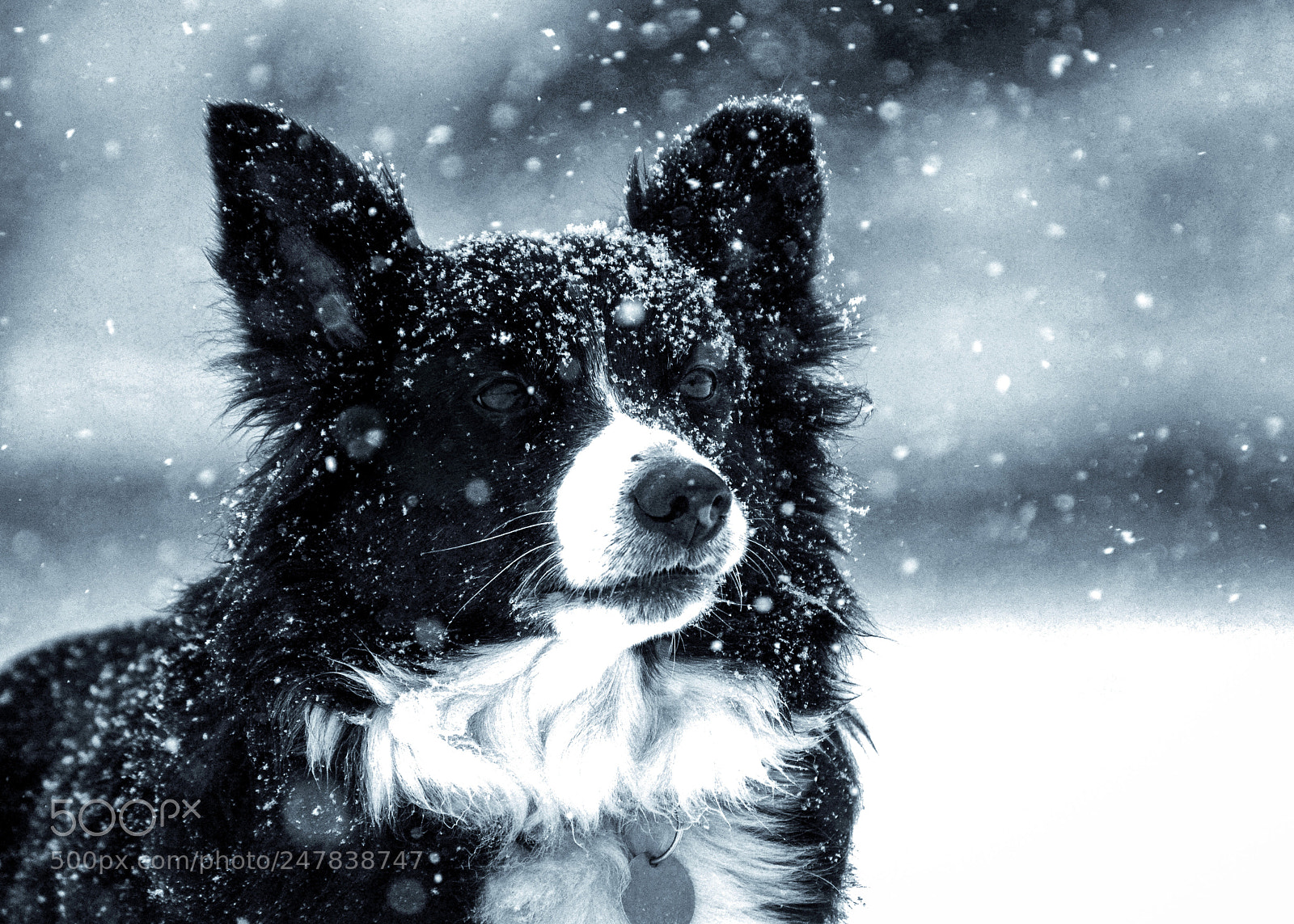 Nikon D5100 sample photo. Snow/\flakes photography