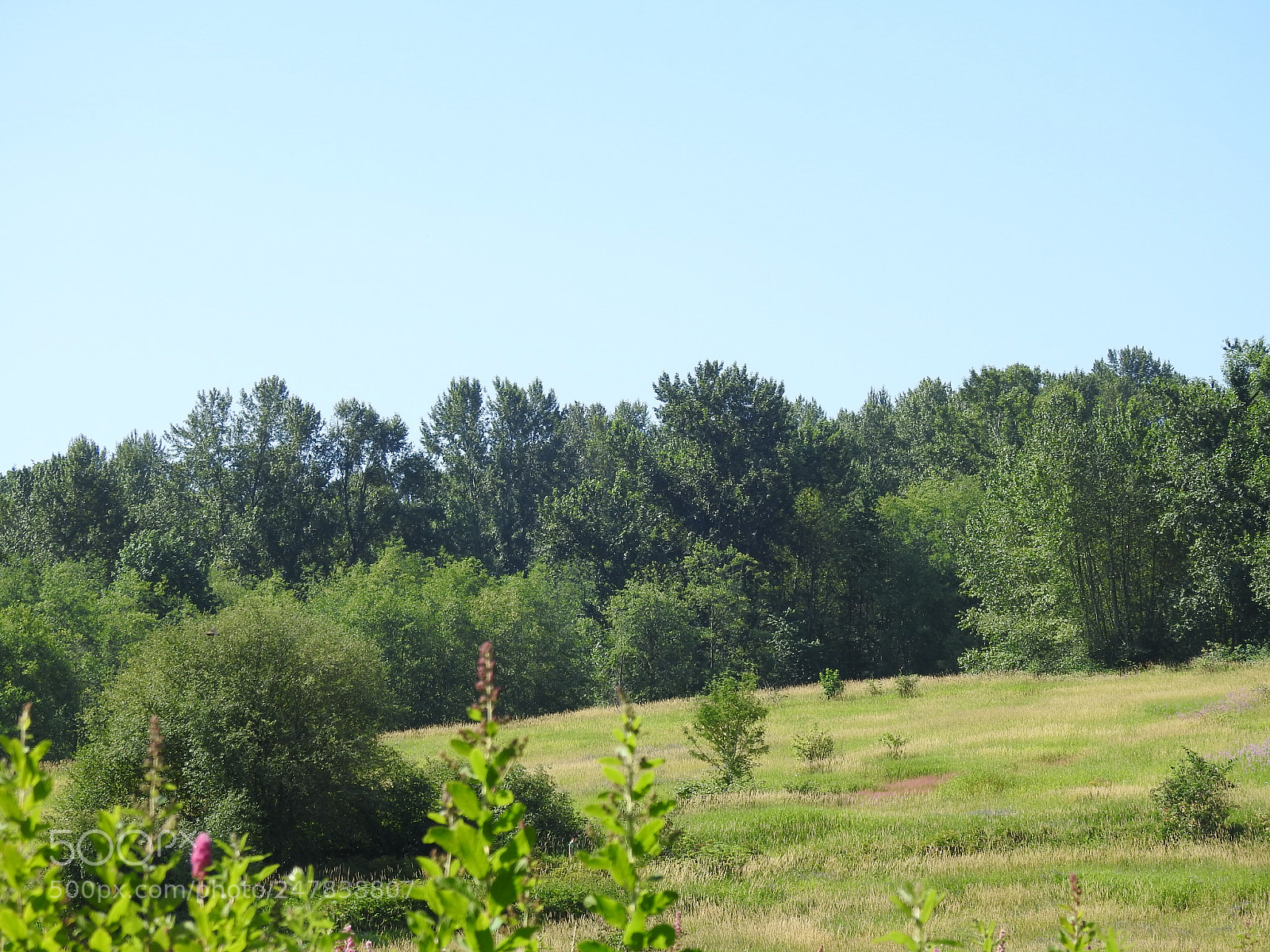 Nikon Coolpix P900 sample photo. Ring-necked pheasant photography