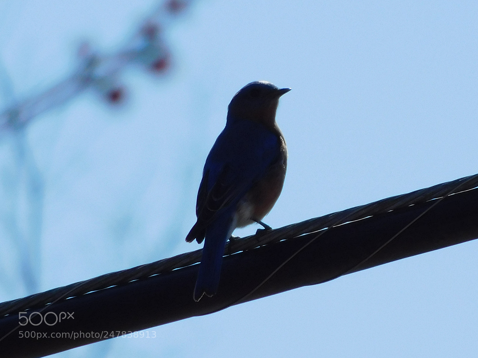 Nikon Coolpix B500 sample photo. Eastern bluebird photography