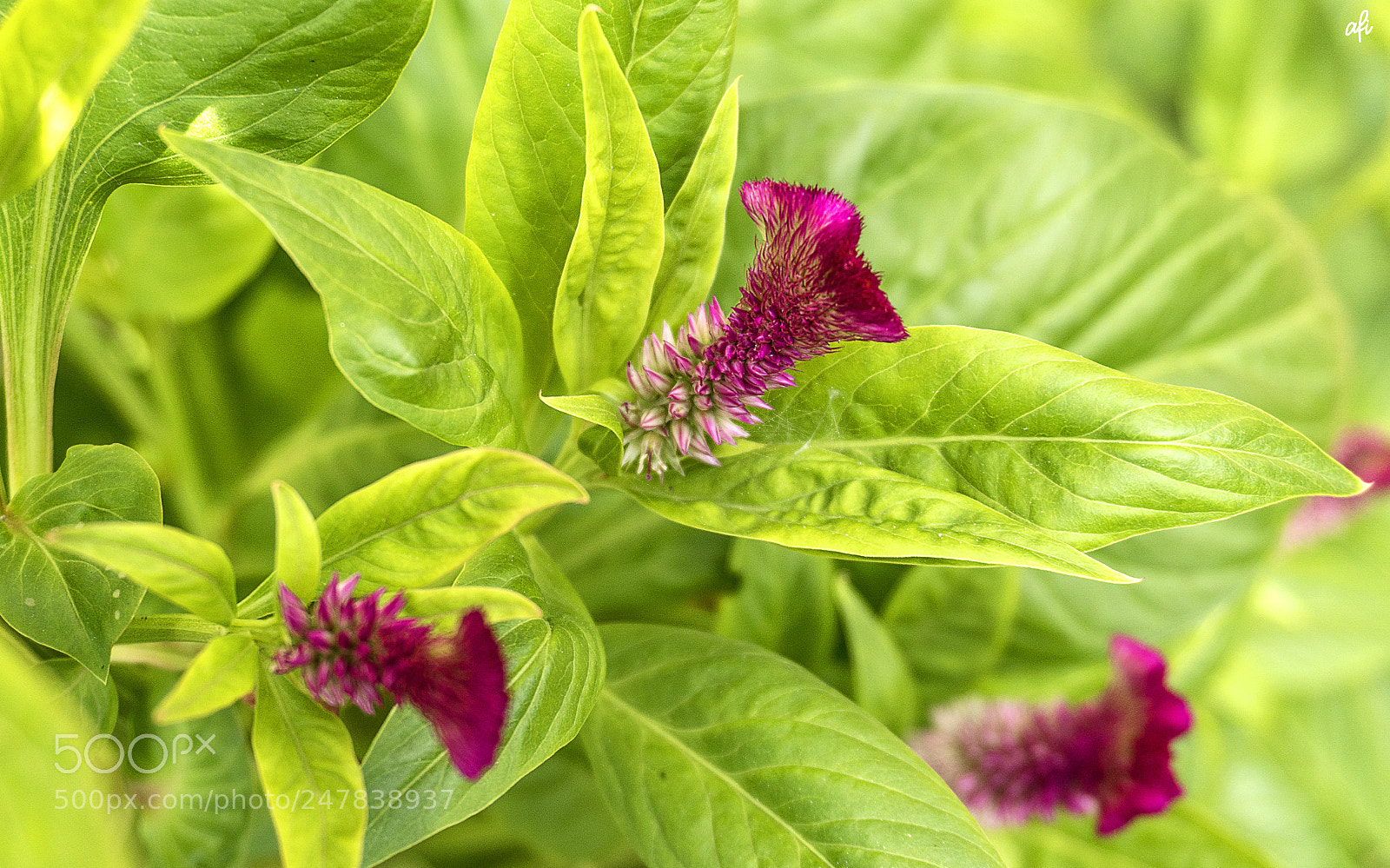 Sony a6300 sample photo. Looking closer... photography