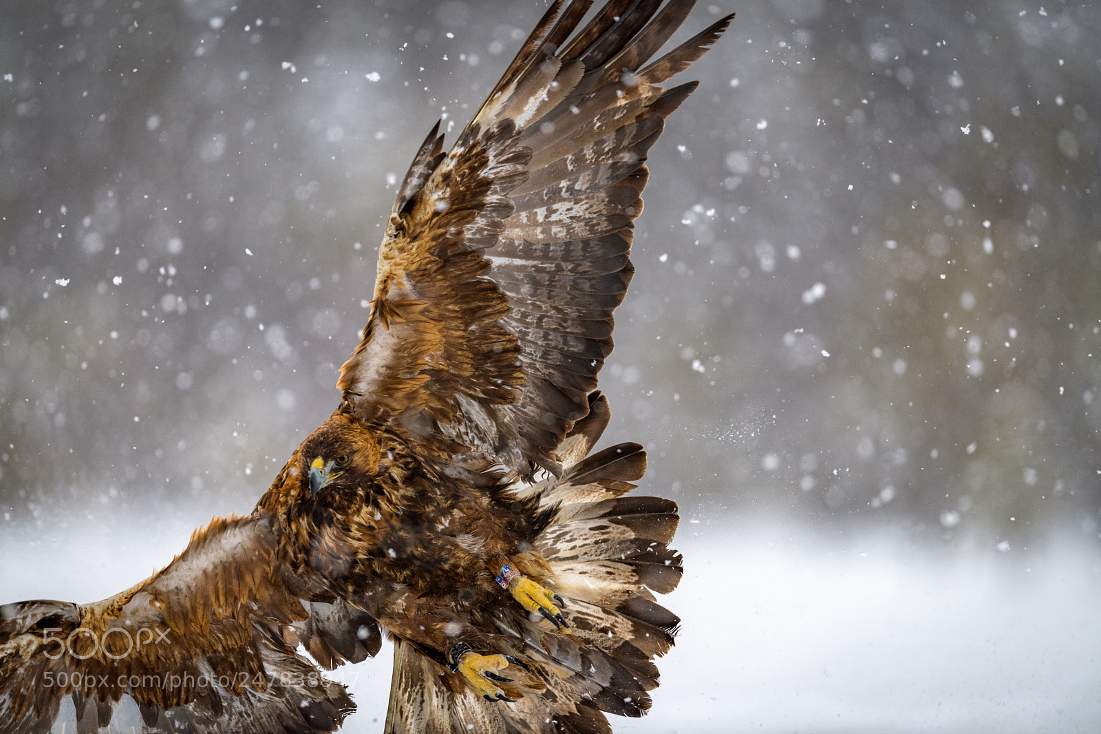 Nikon D5 sample photo. Golden eagle photography