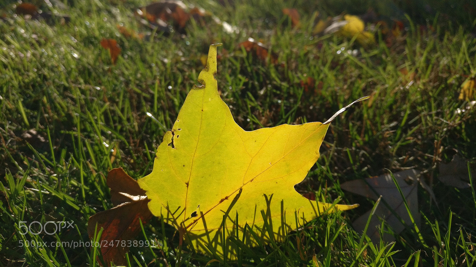 OnePlus A3000 sample photo. Autumn light photography