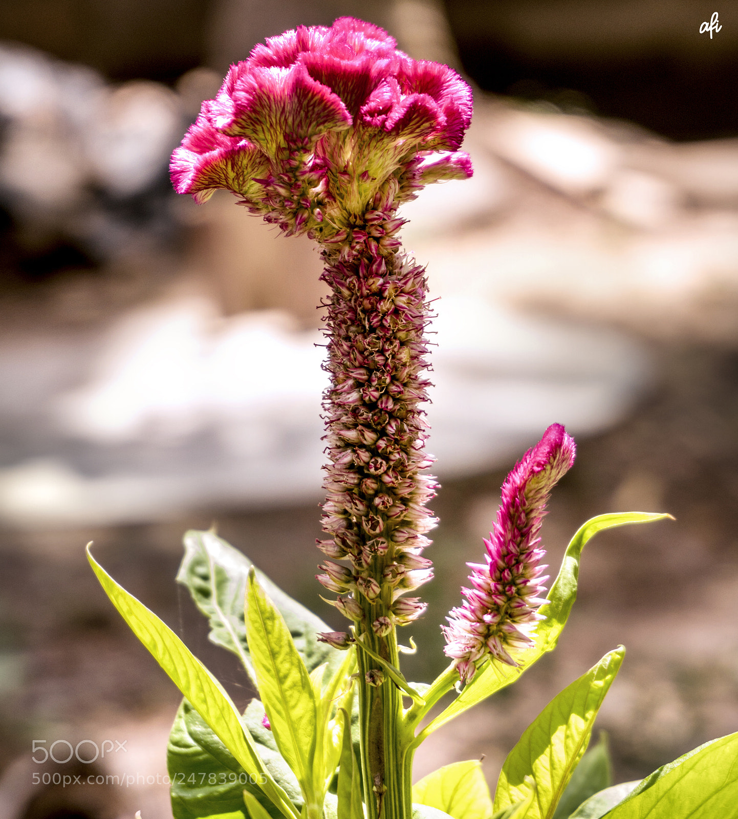 Sony a6300 sample photo. Looking closer... photography