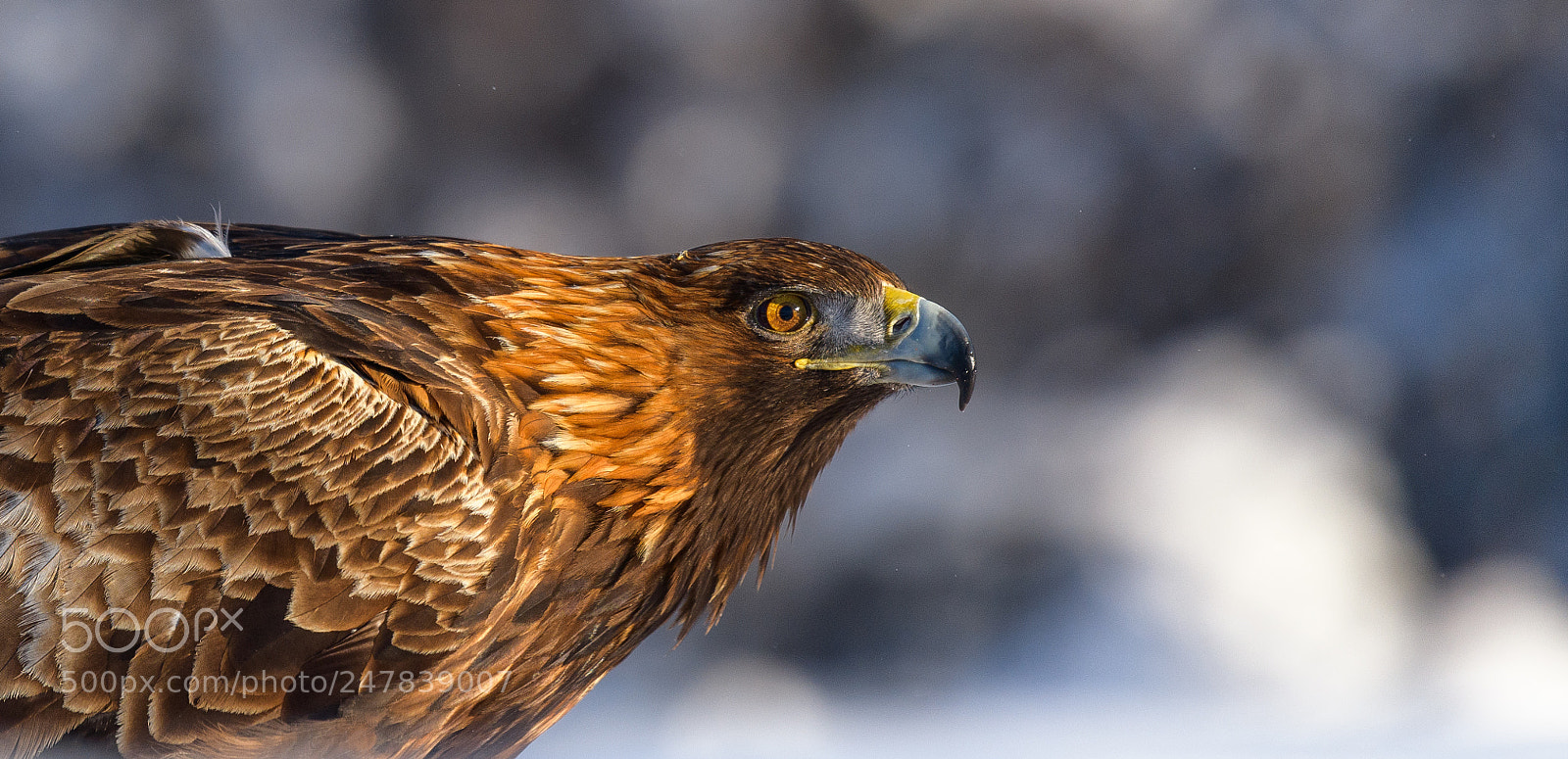 Nikon D850 sample photo. Golden eagle photography