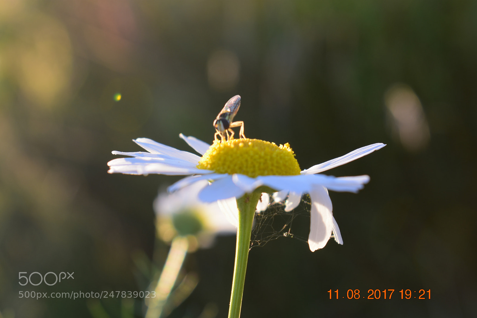 Nikon D3400 sample photo. Untitled photography