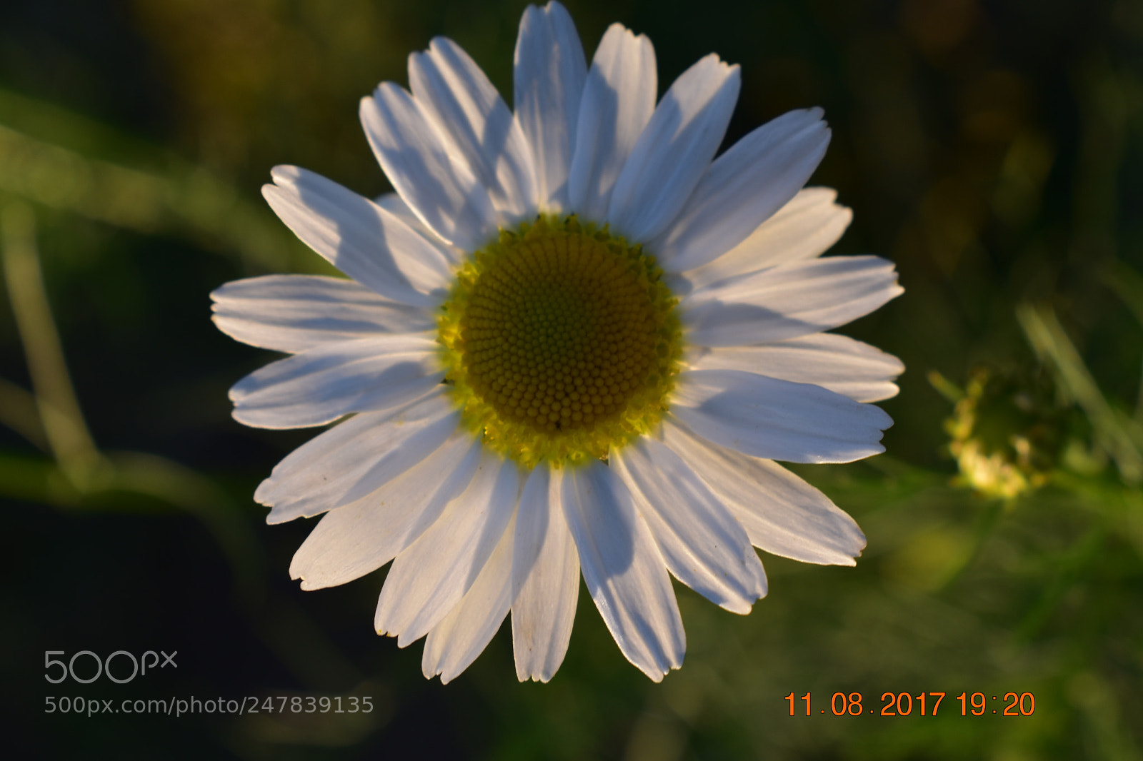Nikon D3400 sample photo. Untitled photography