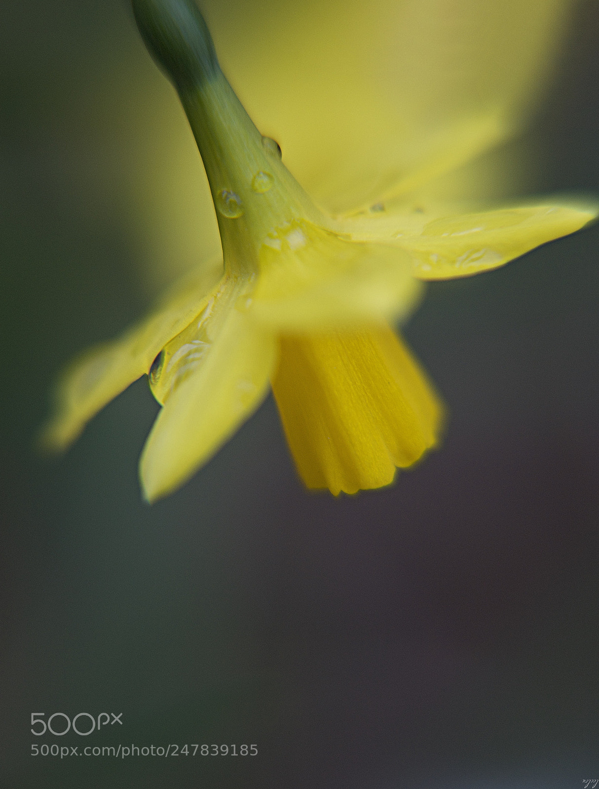 Nikon D3100 sample photo. For you are my photography
